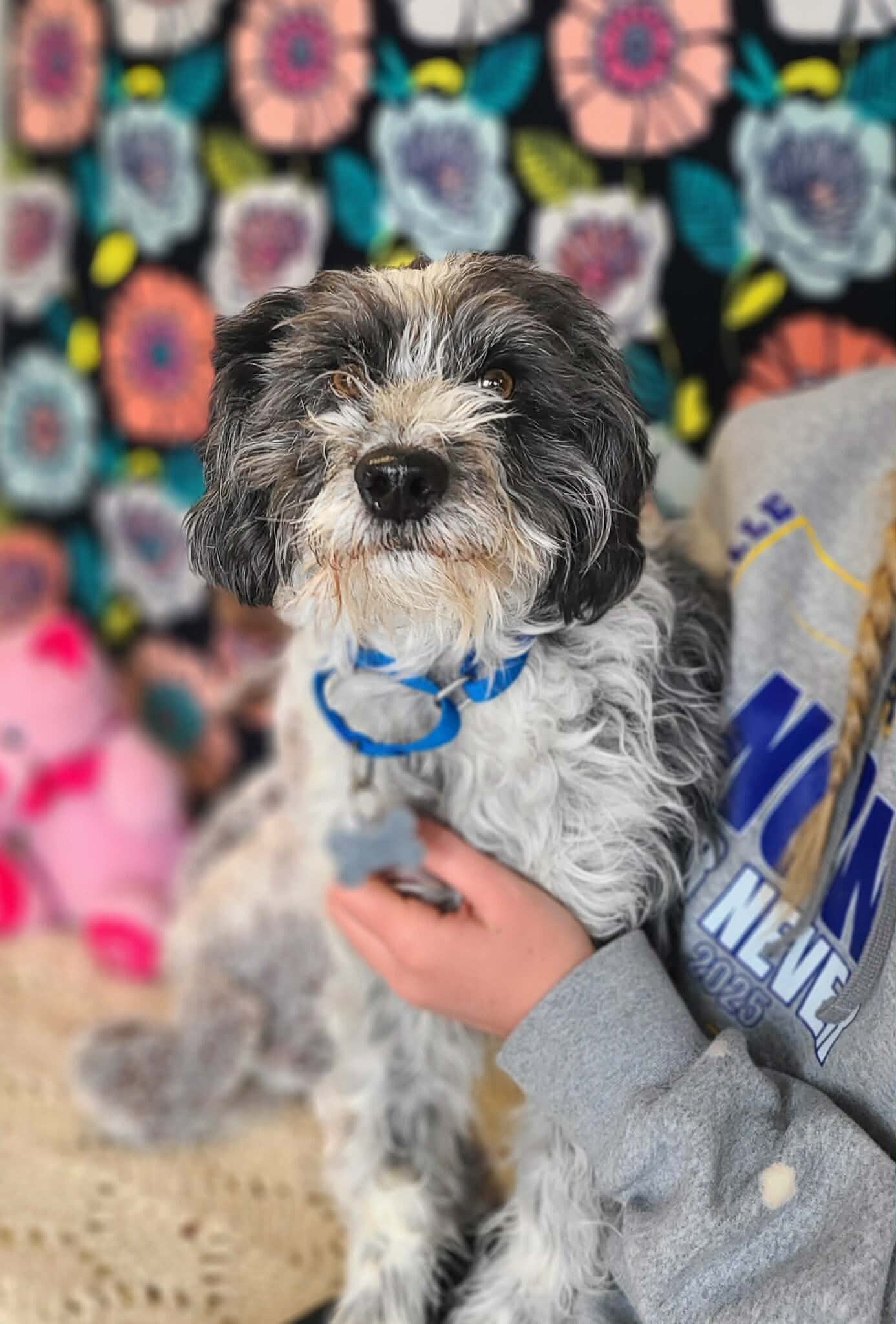 Picture of the Animal Listed