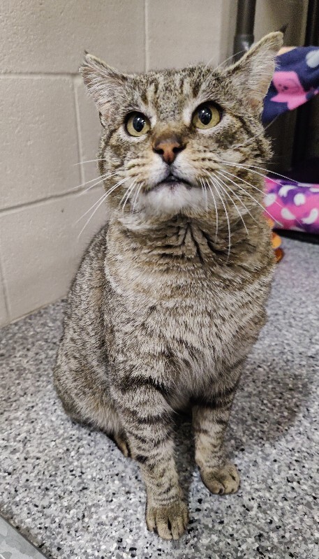 Picture of the Animal Listed