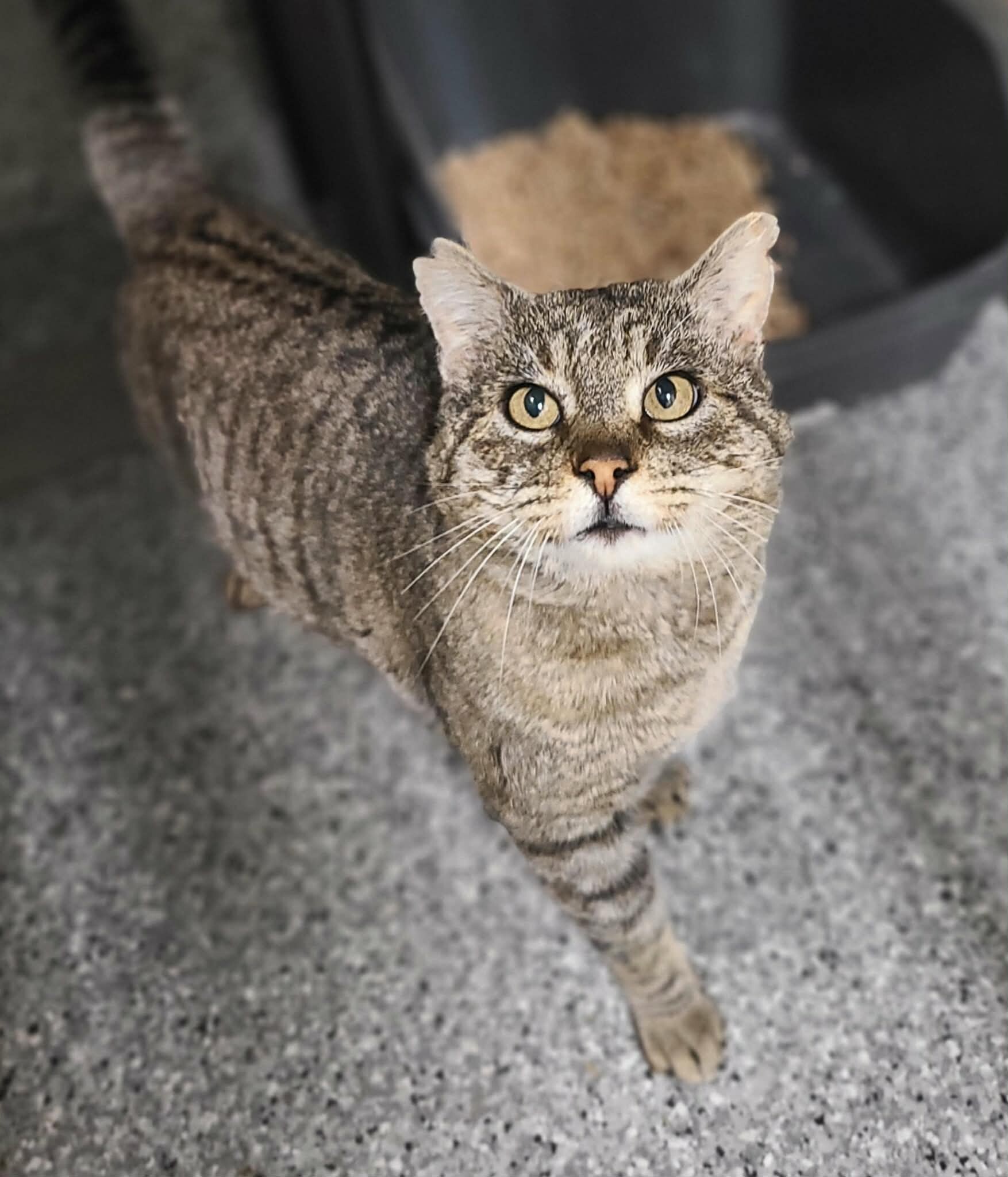 Picture of the Animal Listed