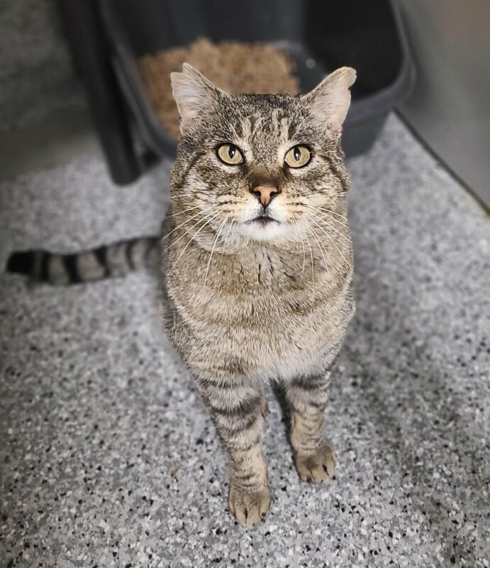 Picture of the Animal Listed