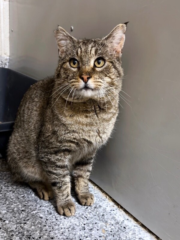 Picture of the Animal Listed