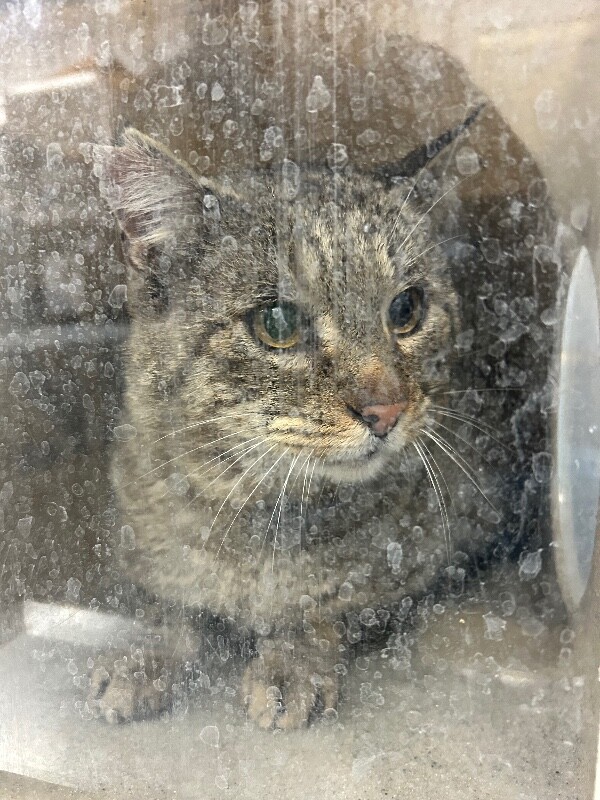 Picture of the Animal Listed