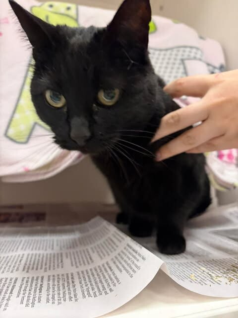 Picture of the Animal Listed