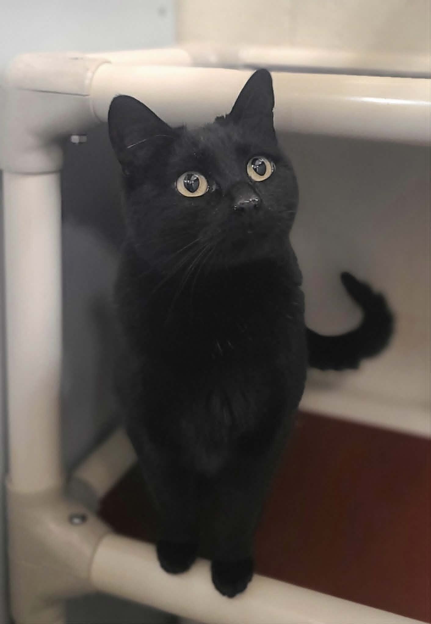 Picture of the Animal Listed