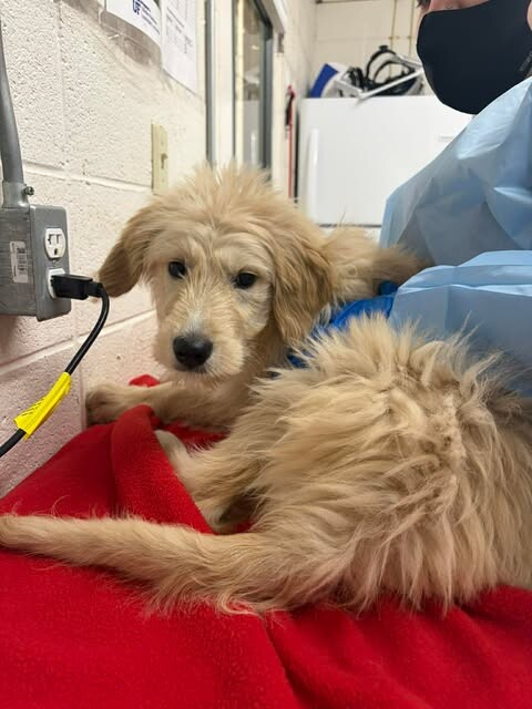 Picture of the Animal Listed