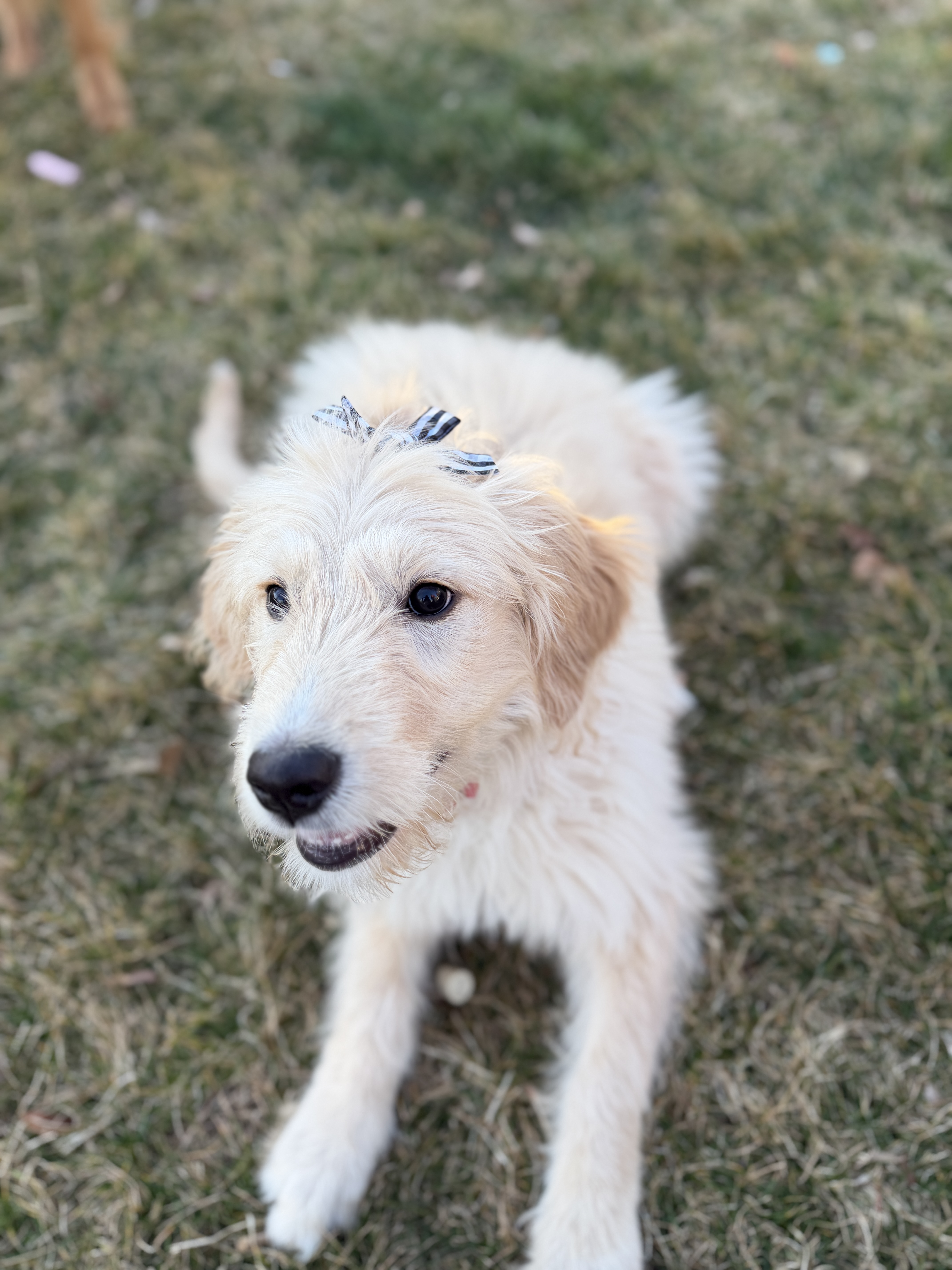 Picture of the Animal Listed