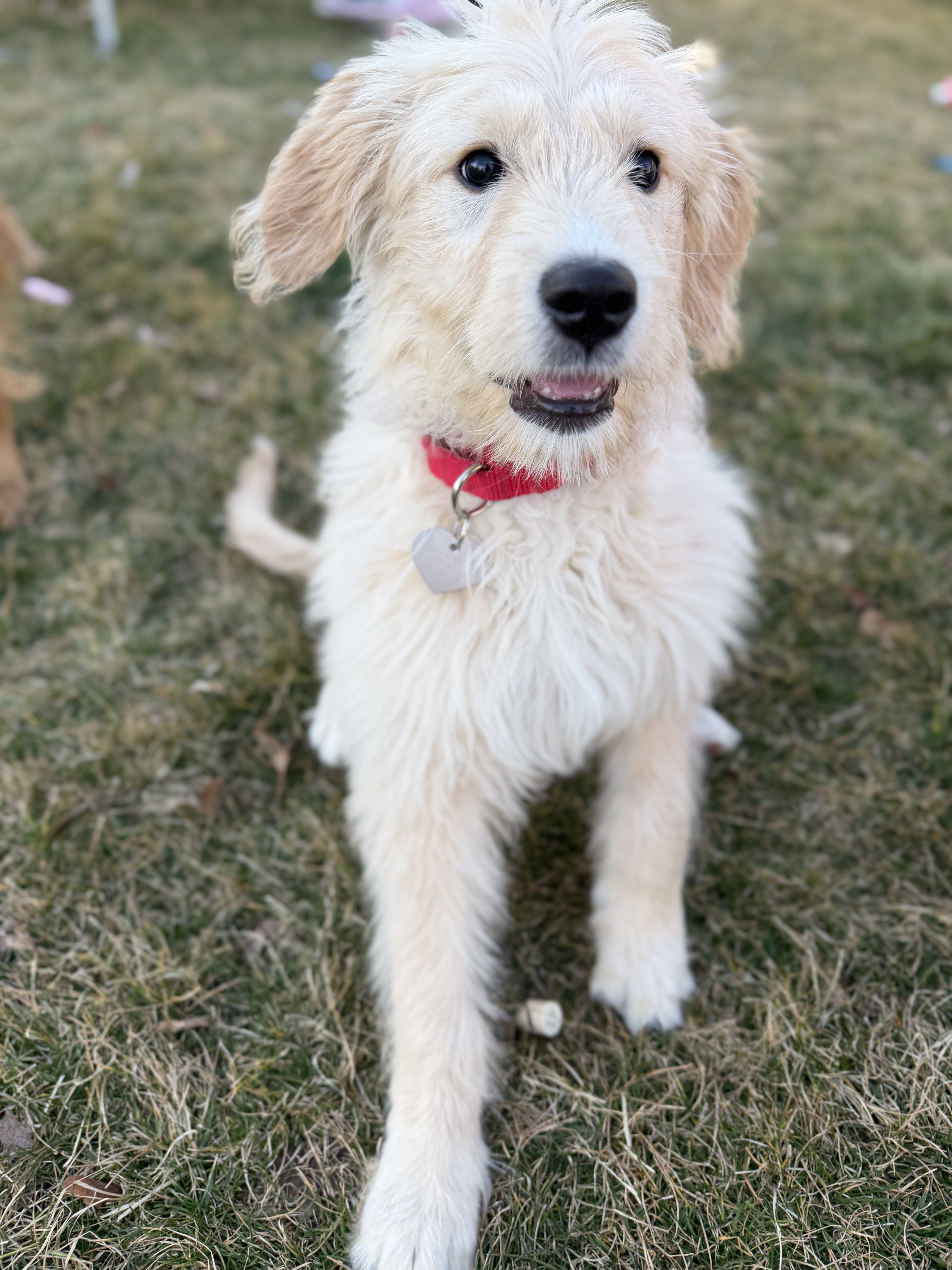 Picture of the Animal Listed