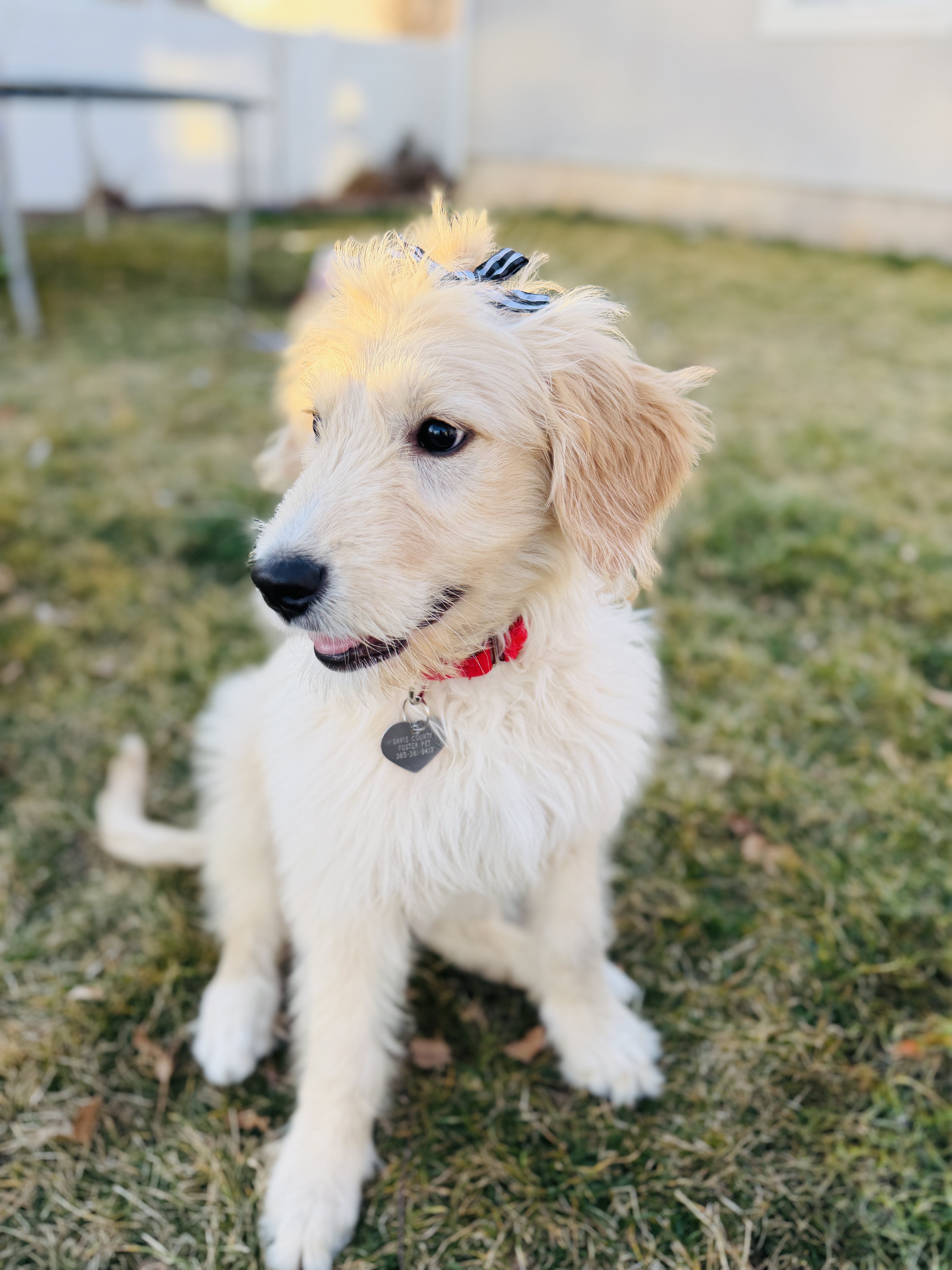 Picture of the Animal Listed