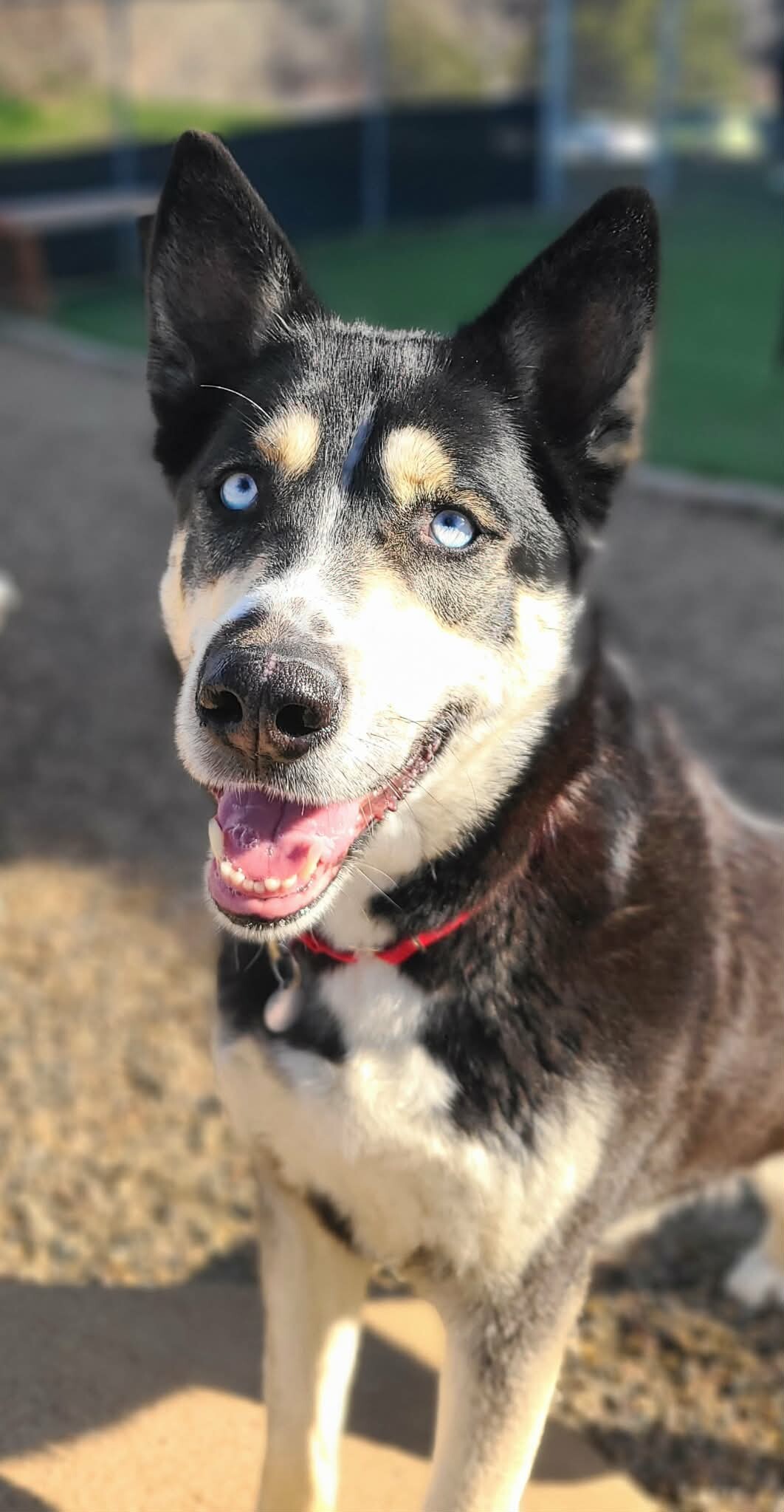 Picture of the Animal Listed