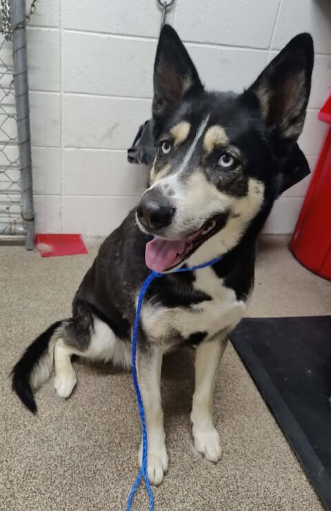 Picture of the Animal Listed