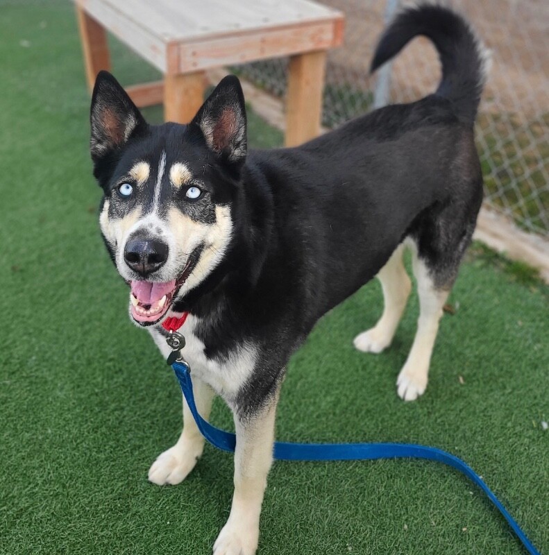 Picture of the Animal Listed