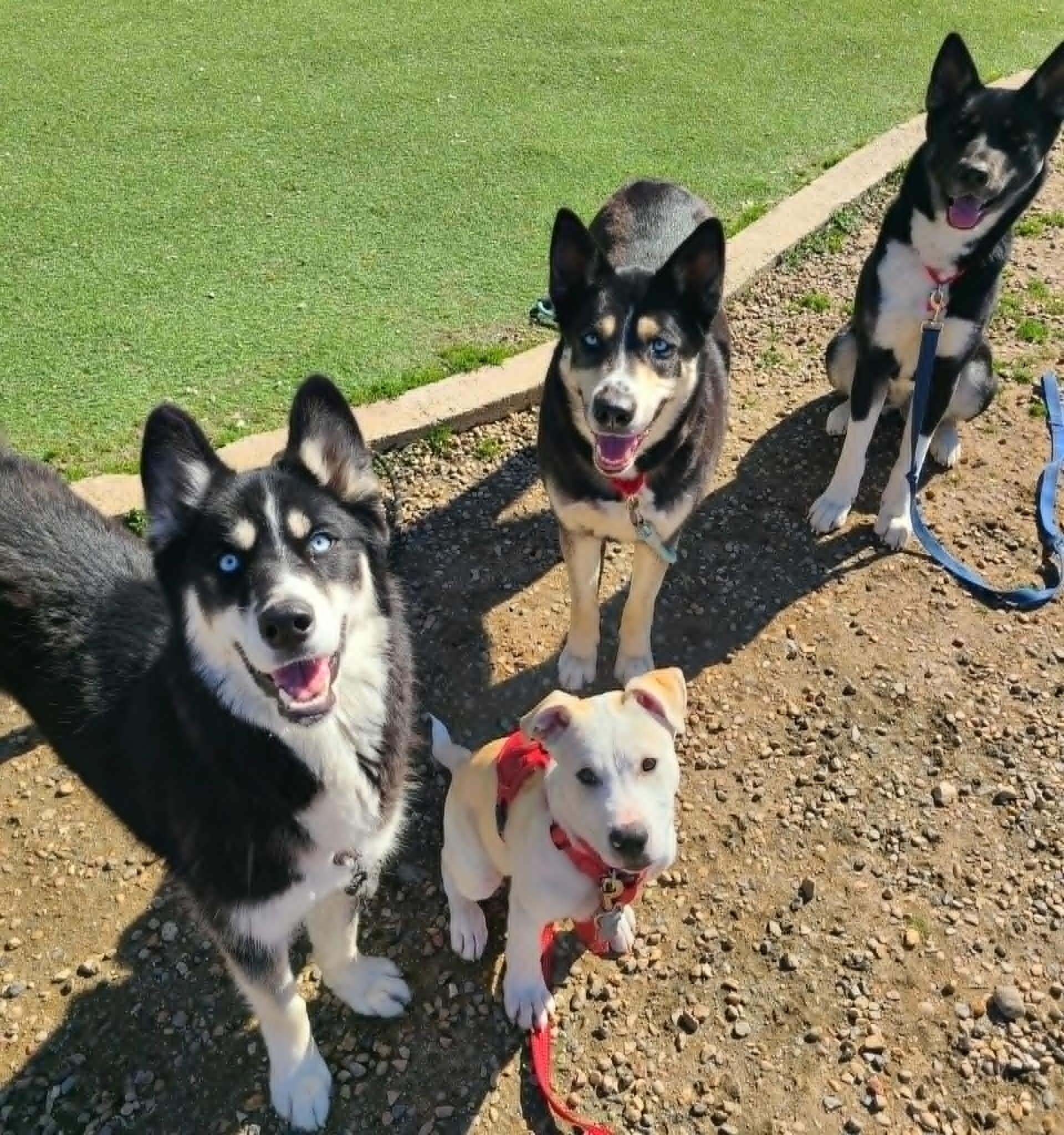 Picture of the Animal Listed