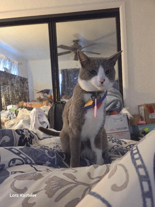 Picture of the Animal Listed