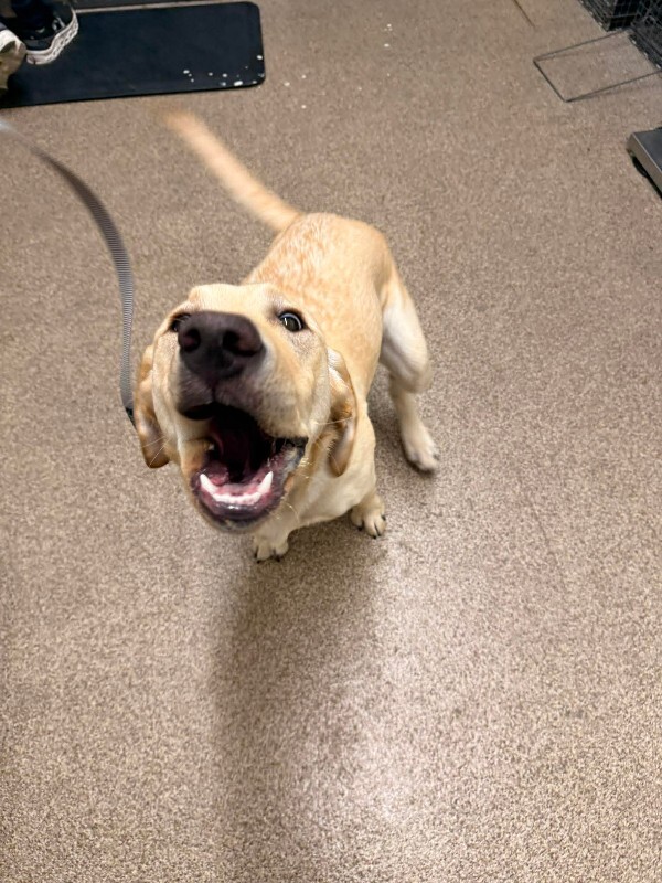 Picture of the Animal Listed