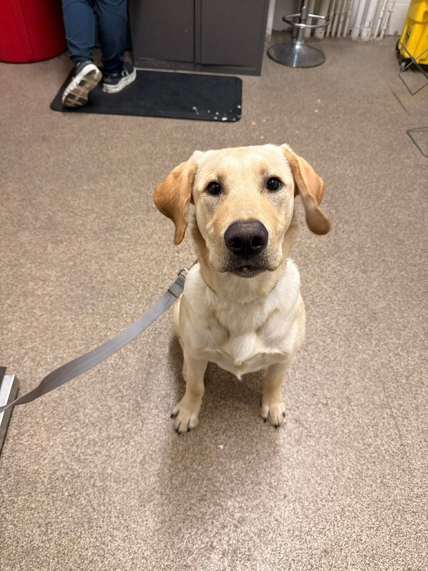 Picture of the Animal Listed