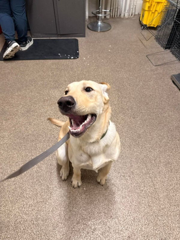 Picture of the Animal Listed