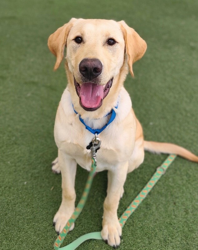 Picture of the Animal Listed