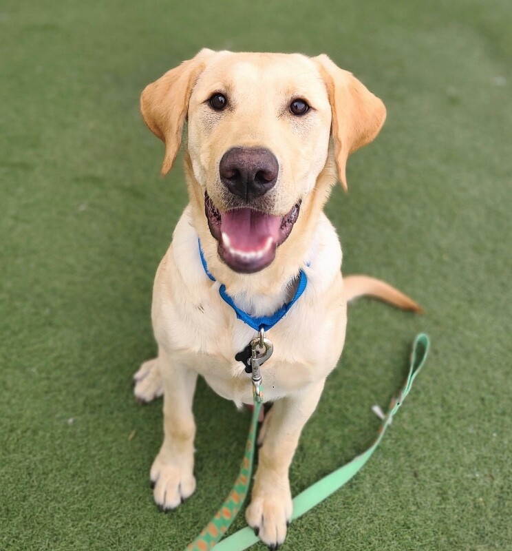 Picture of the Animal Listed