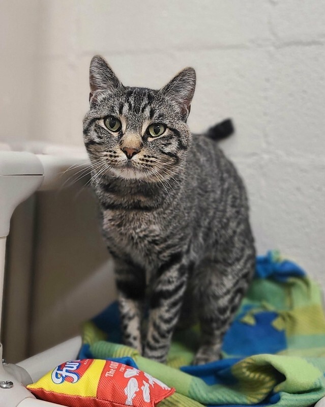 Picture of the Animal Listed