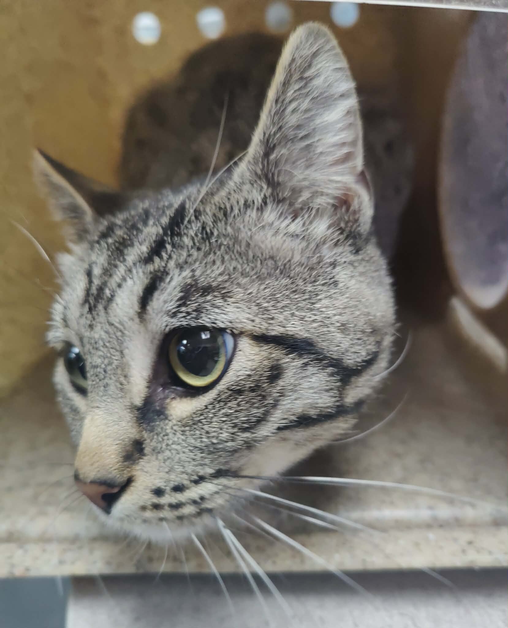 Picture of the Animal Listed