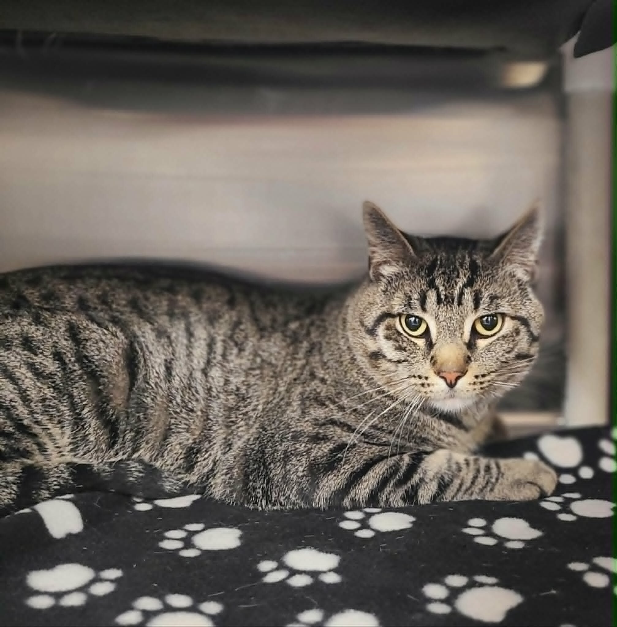 Picture of the Animal Listed