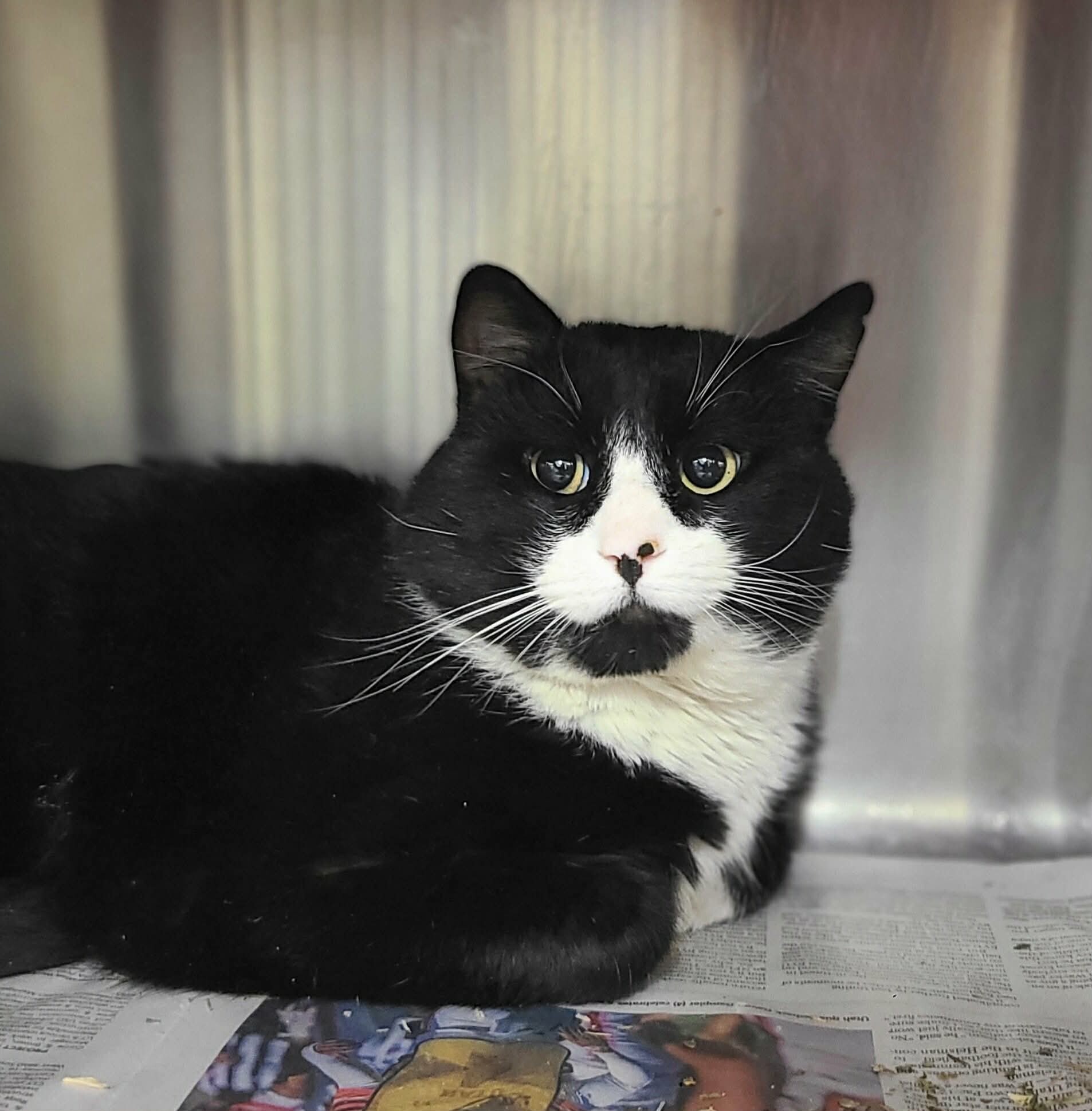 Picture of the Animal Listed