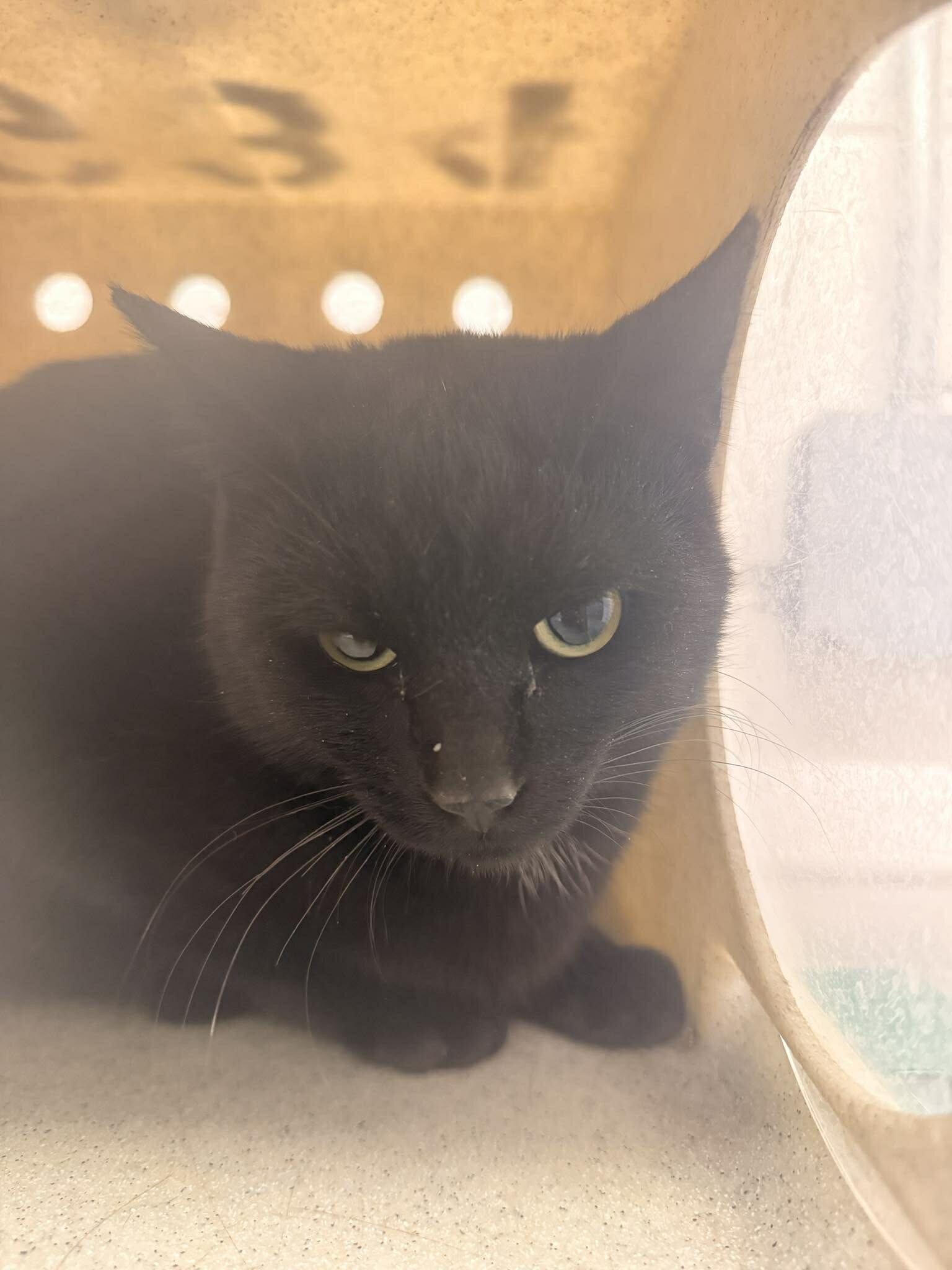 Picture of the Animal Listed