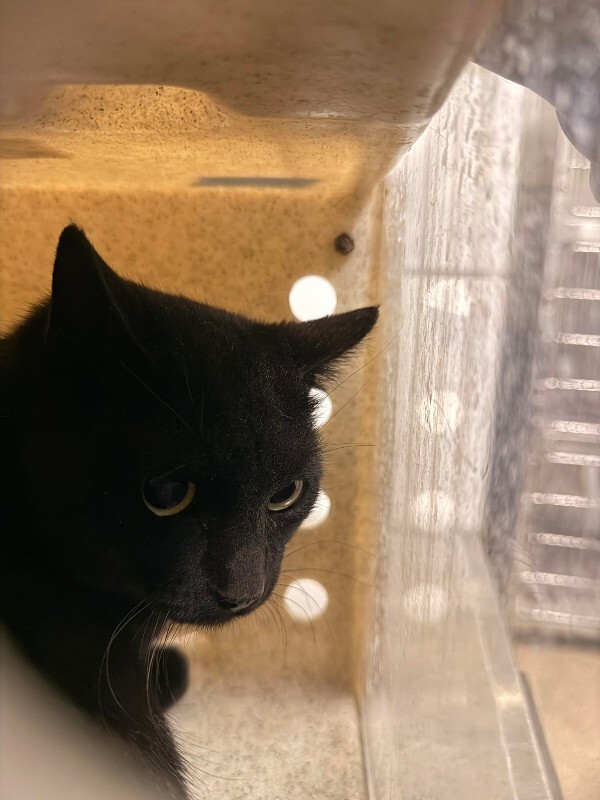 Picture of the Animal Listed