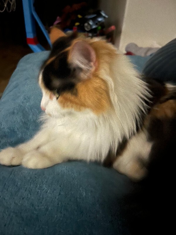 Picture of the Animal Listed