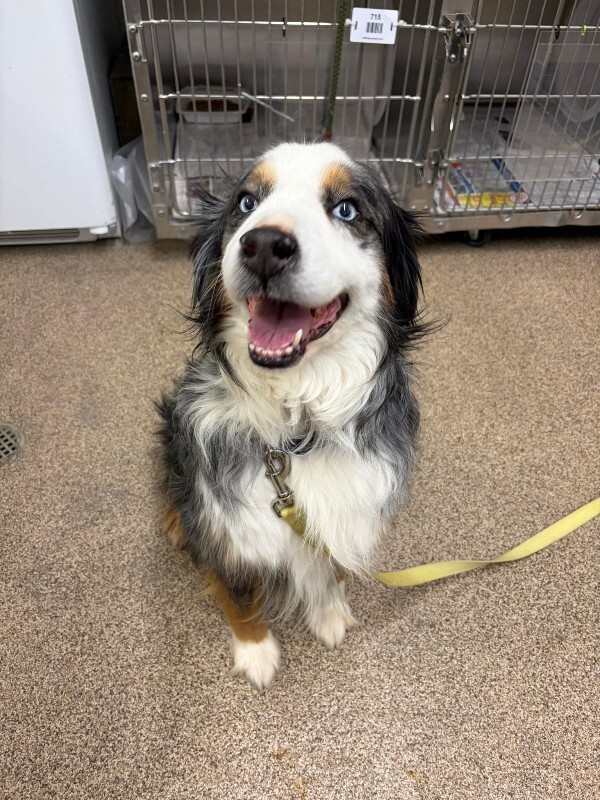 Picture of the Animal Listed