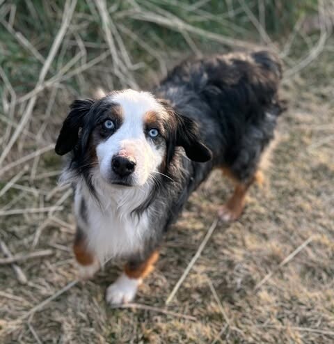 Picture of the Animal Listed