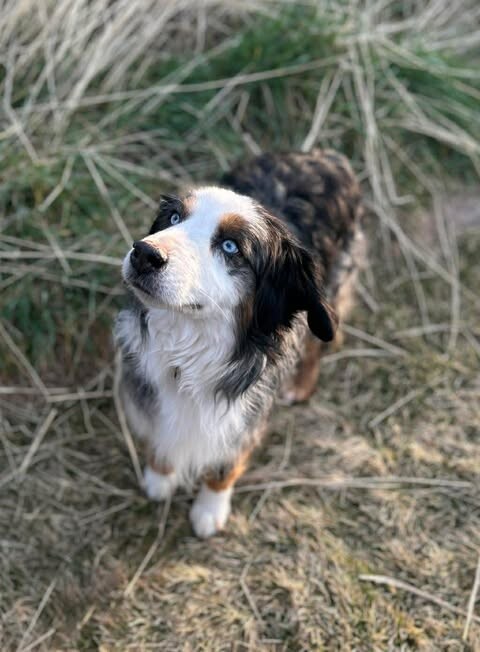 Picture of the Animal Listed