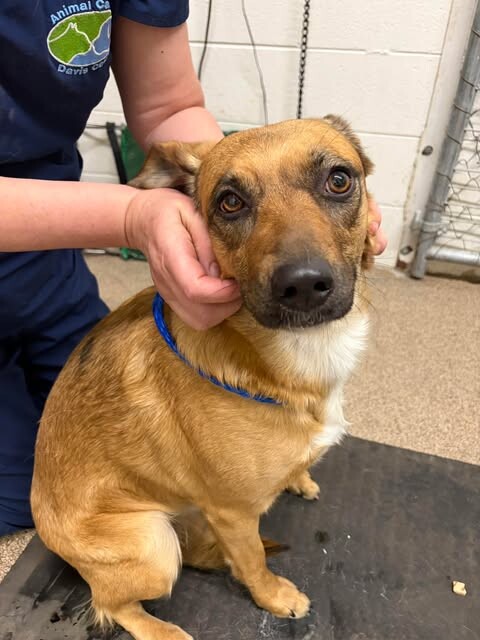 Picture of the Animal Listed