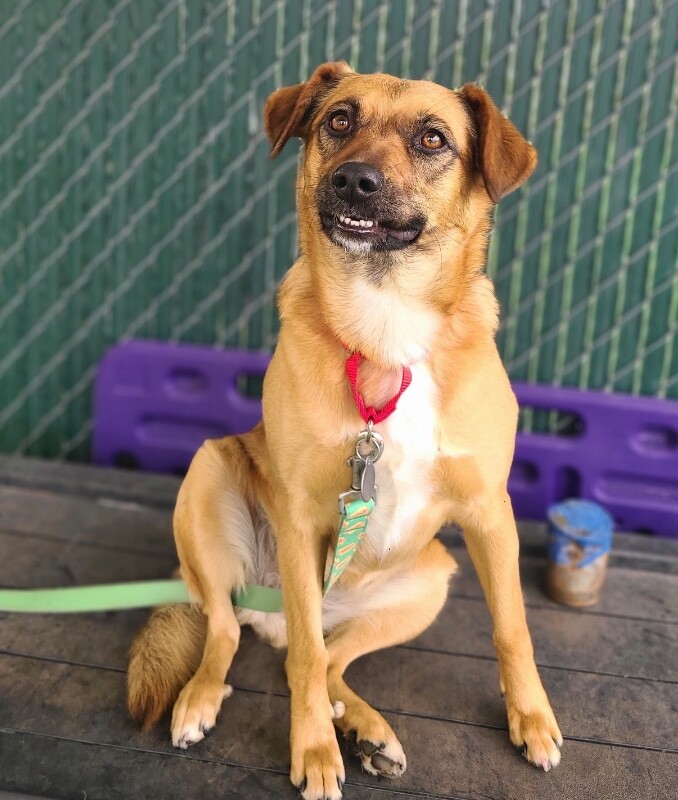 Picture of the Animal Listed