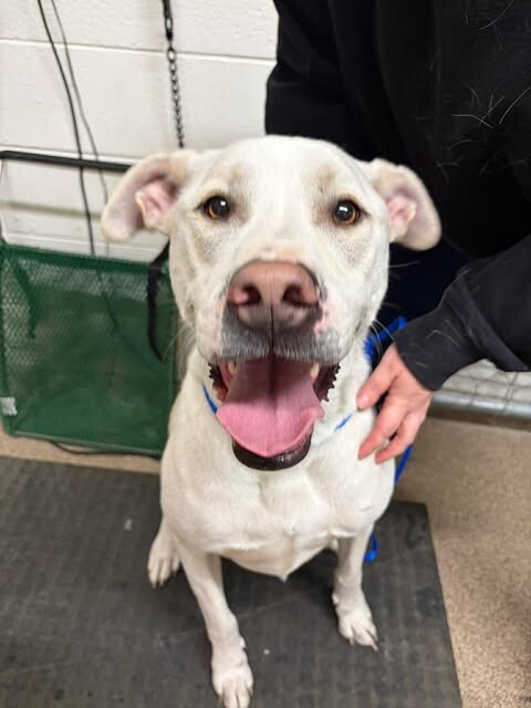 Picture of the Animal Listed