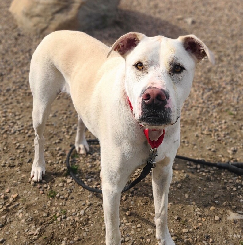 Picture of the Animal Listed