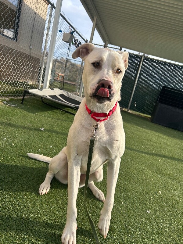 Picture of the Animal Listed