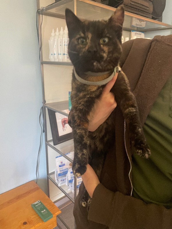 Picture of the Animal Listed