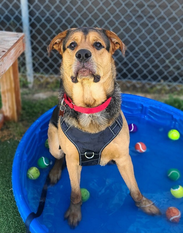 Picture of the Animal Listed