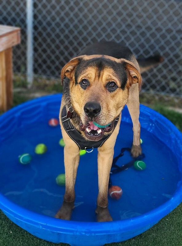 Picture of the Animal Listed