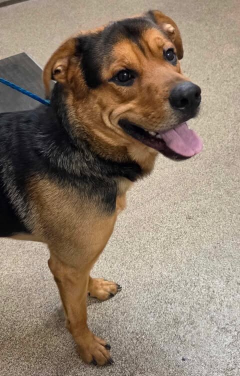 Picture of the Animal Listed