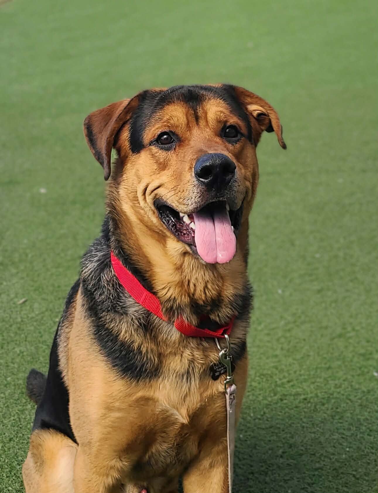 Picture of the Animal Listed