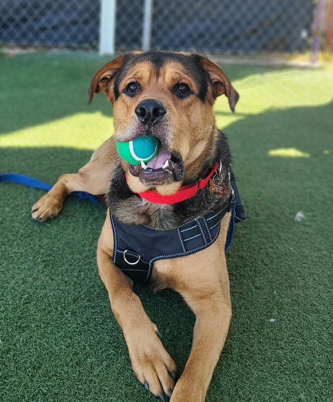 Picture of the Animal Listed