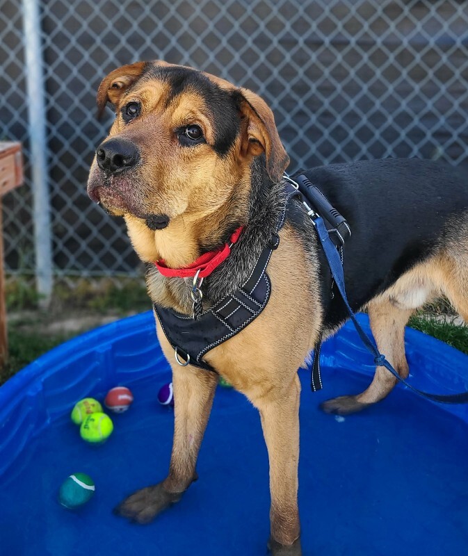 Picture of the Animal Listed