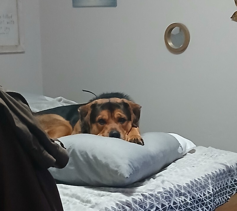 Picture of the Animal Listed