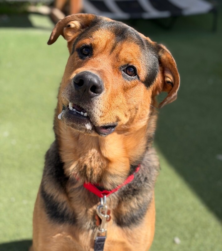 Picture of the Animal Listed