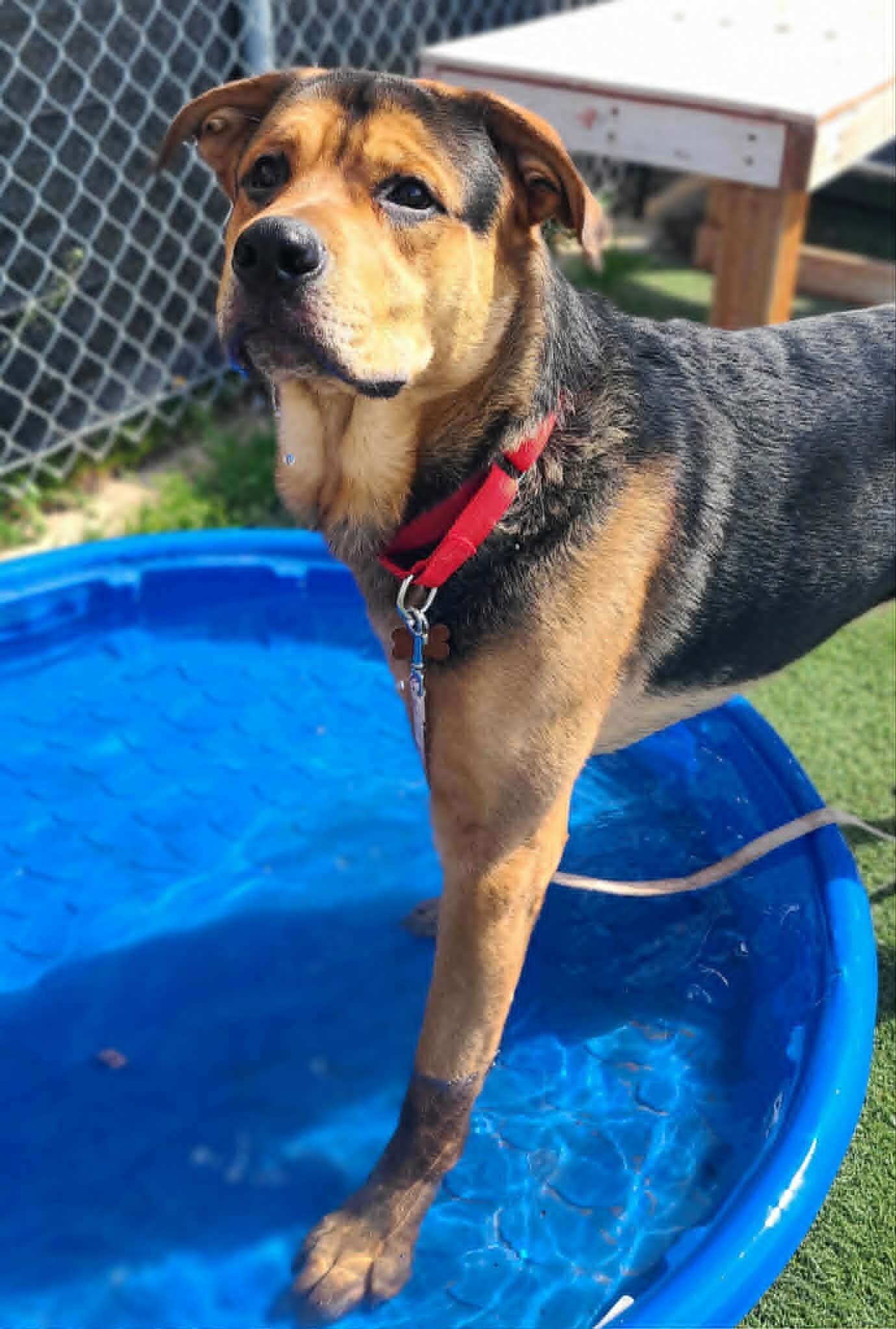 Picture of the Animal Listed