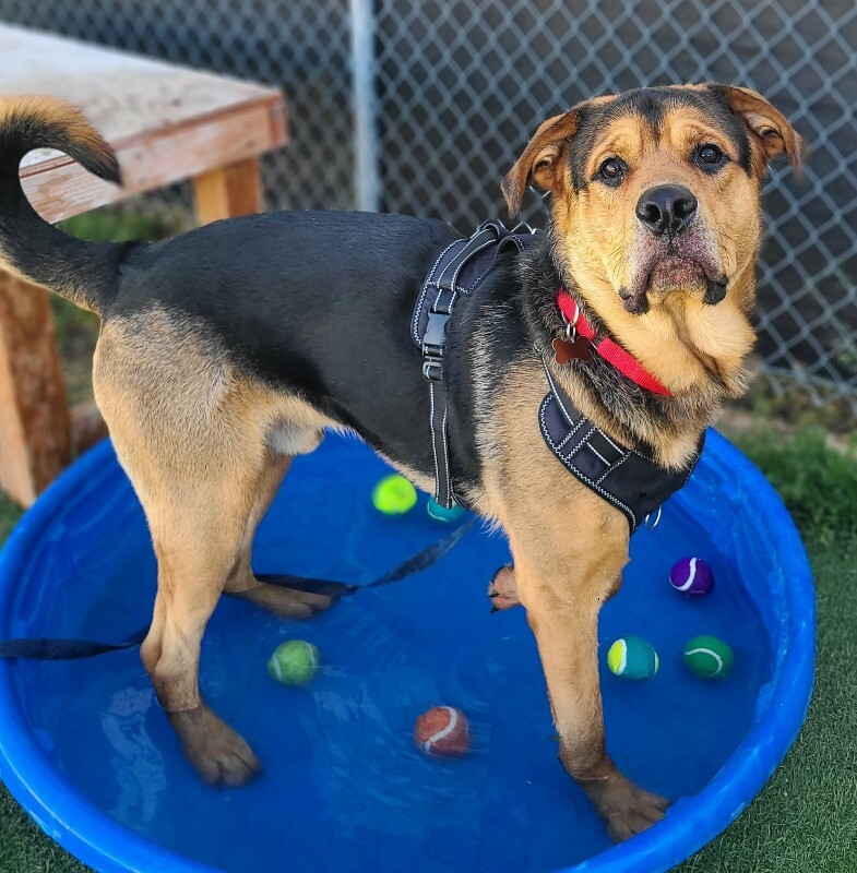 Picture of the Animal Listed