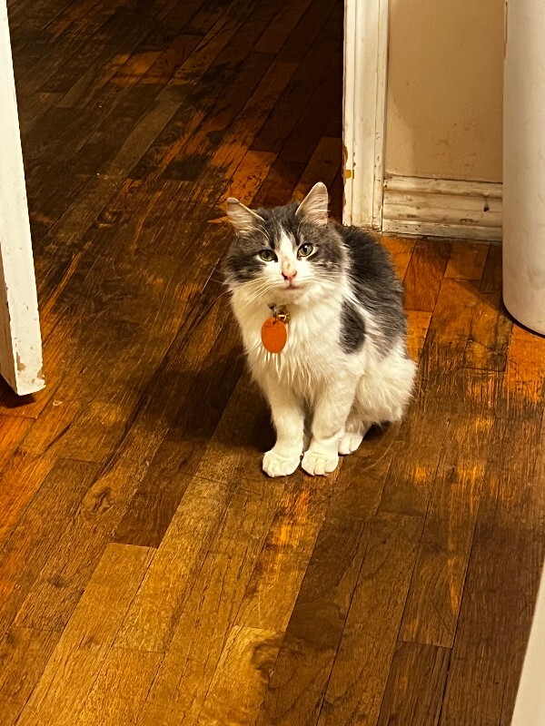 Picture of the Animal Listed