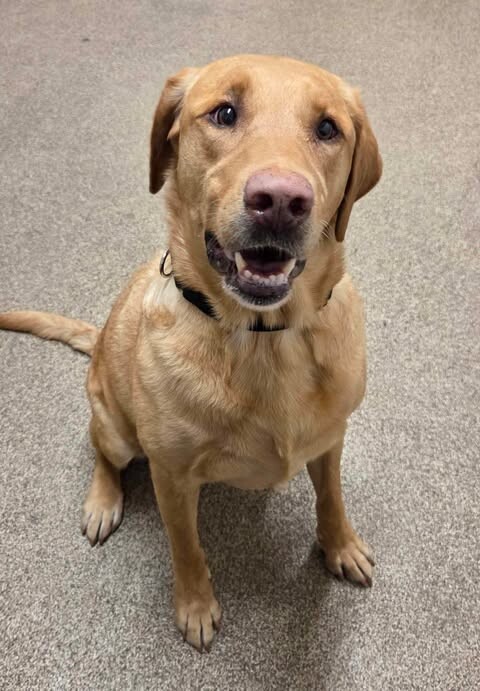 Picture of the Animal Listed